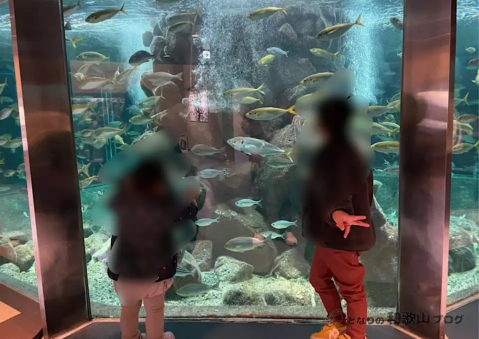 京都大学白浜水族館の水槽