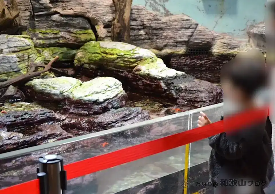 潮の満ち引きがわかる展示水槽|和歌山県立自然博物館
