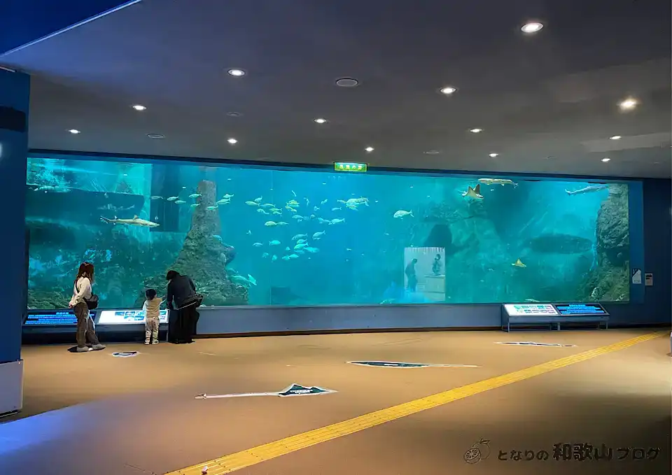 くろしお大水槽|和歌山県立自然博物館