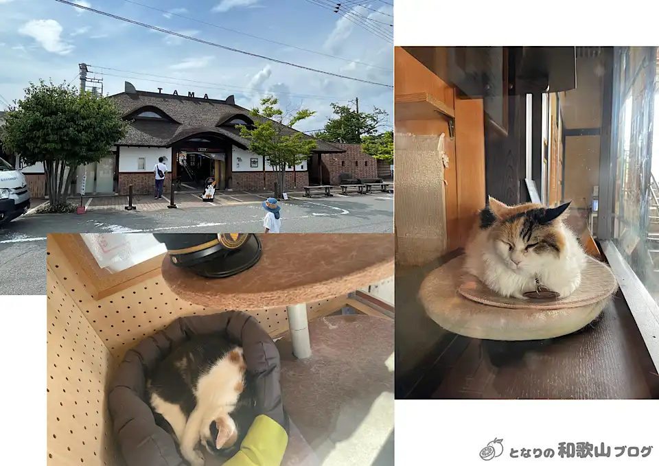 たま駅長(にたま) 和歌山電鐵貴志川線