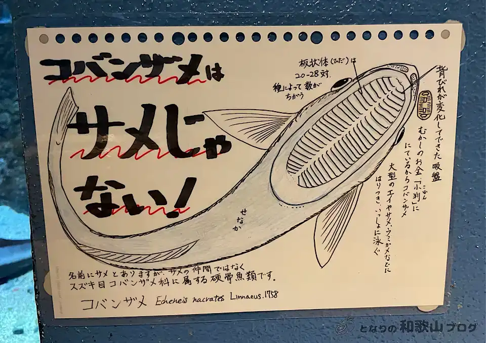 小判鮫の解説ポップ|和歌山県立自然博物館
