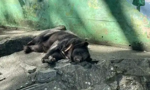 和歌山城公園動物園のベニー園長