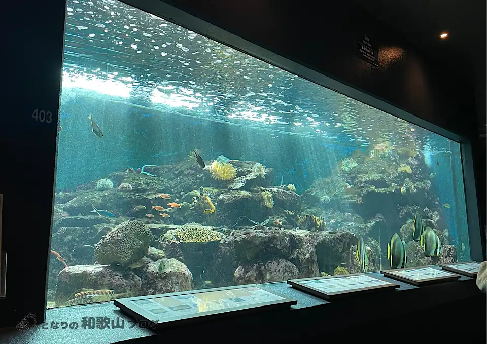 京都大学白浜水族館の水槽