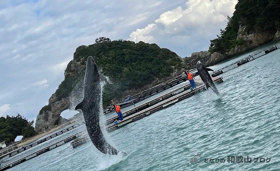 太地町立くじら博物館のくじらショー