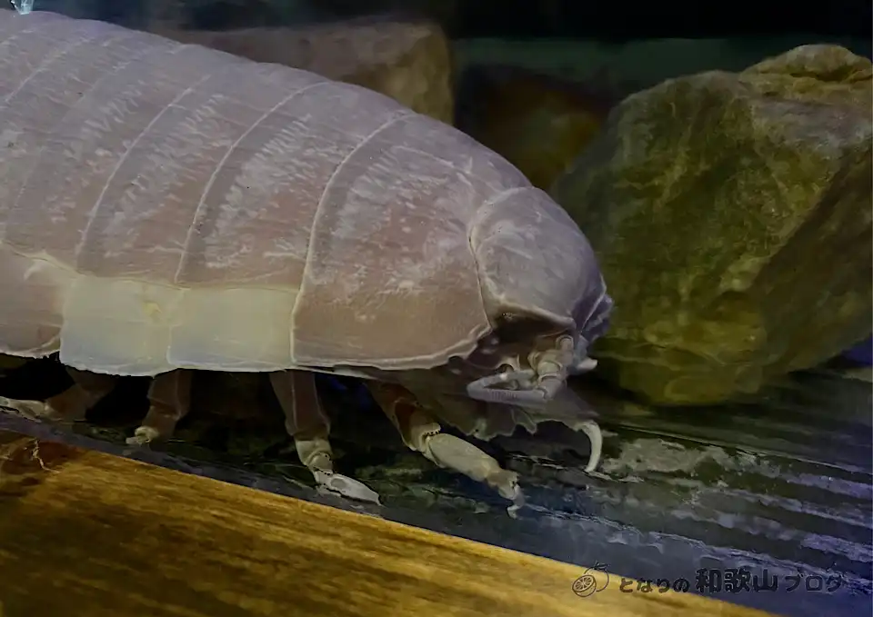 オオグソクムシ