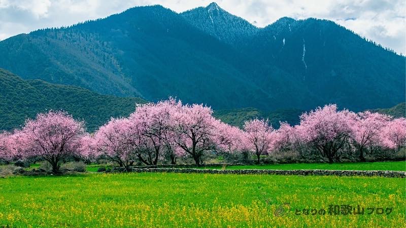 桃の花　紀の川市のイメージ画像