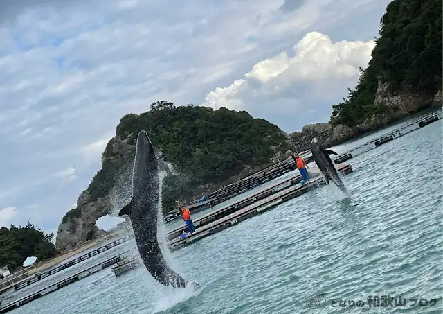 くじら博物館のくじらショー