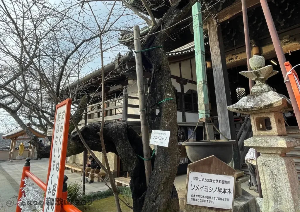 和歌山の春の到来を示す桜（ソメイヨシノ）の標本木