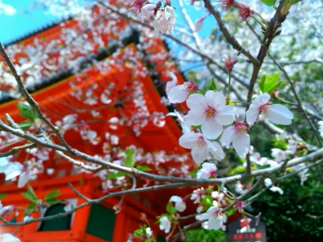 紀三井寺の桜