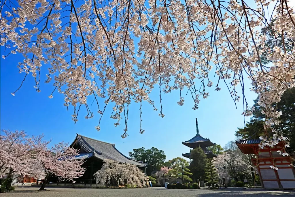 道成寺の桜