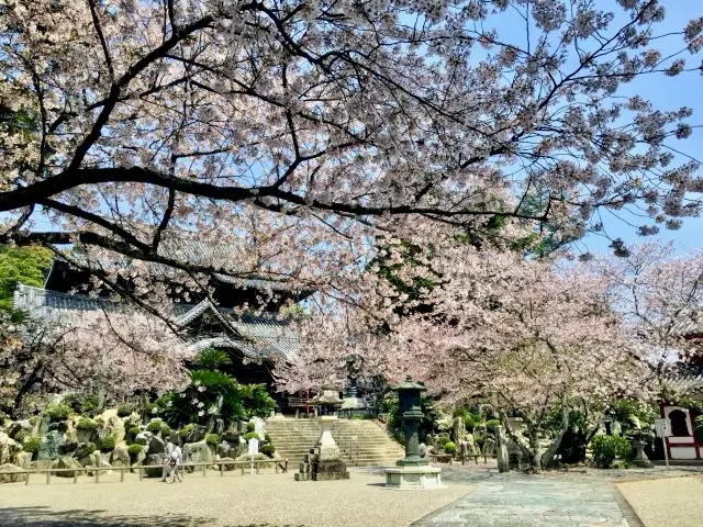 粉河寺の桜