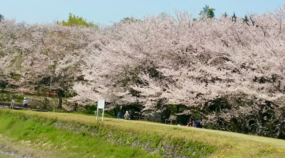 亀池公園の桜