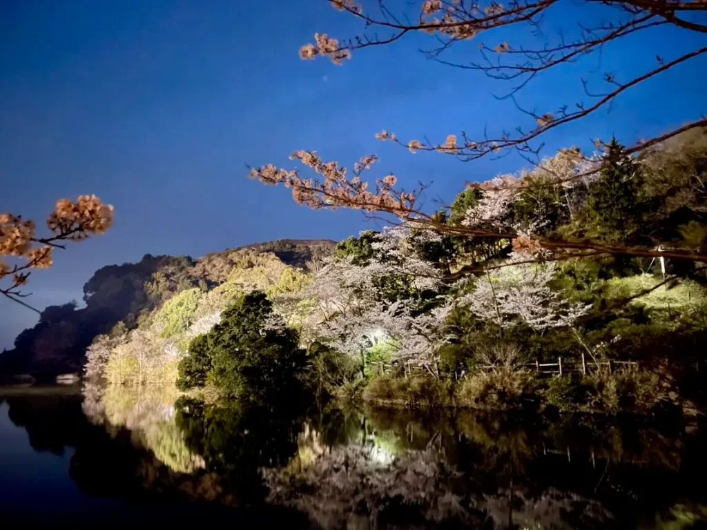 動鳴気峡の桜