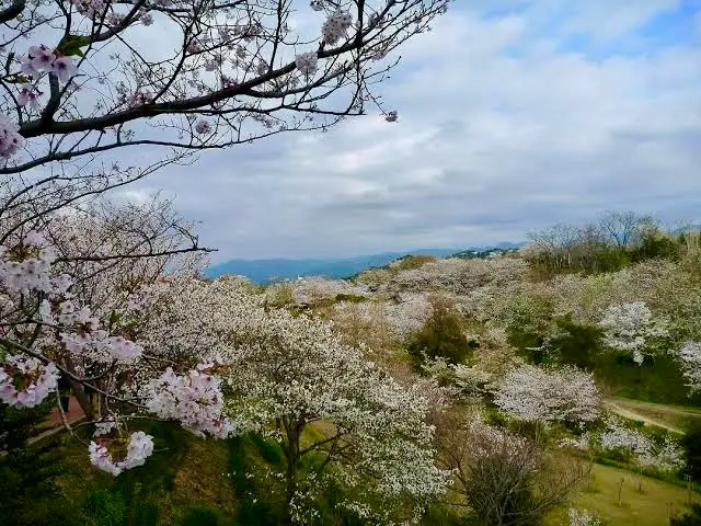 平草原公園の桜