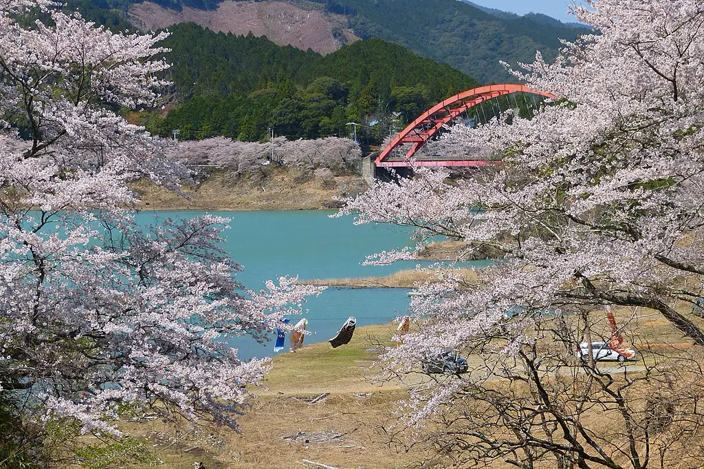 七川ダム湖畔の桜