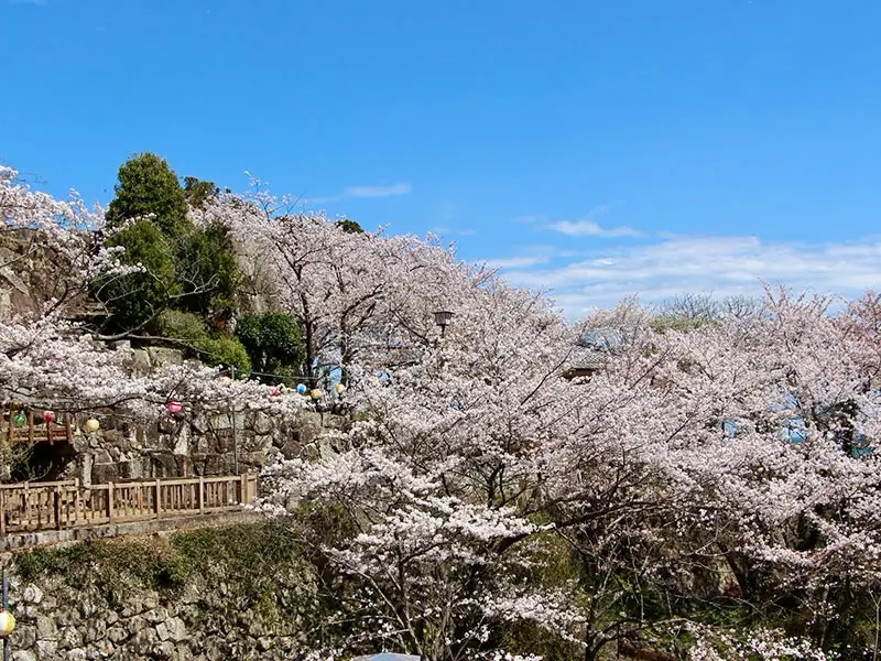 丹鶴城公園（新宮城跡）の桜