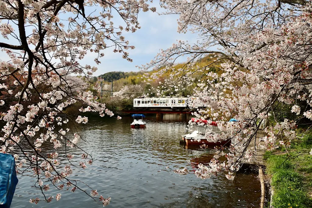 大池遊園の桜