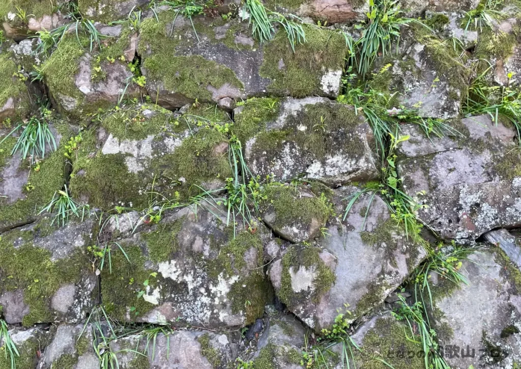 和歌山城の打込ハギの石垣 徳川時代に造られたものと言われている