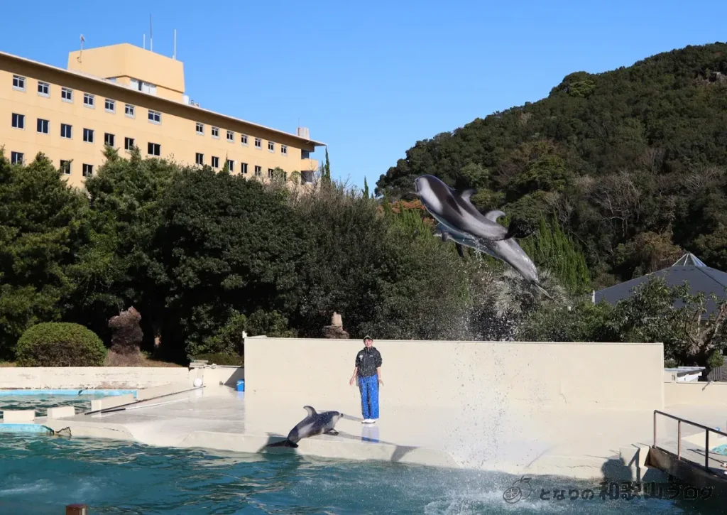 くじら博物館_プールでのイルカショー