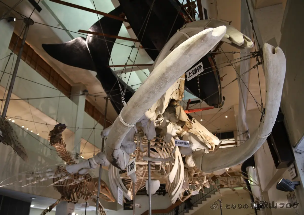 くじら博物館_本館のくじらの骨格標本