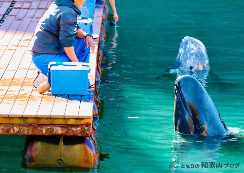 くじら博物館_入江でのクジラショーの様子