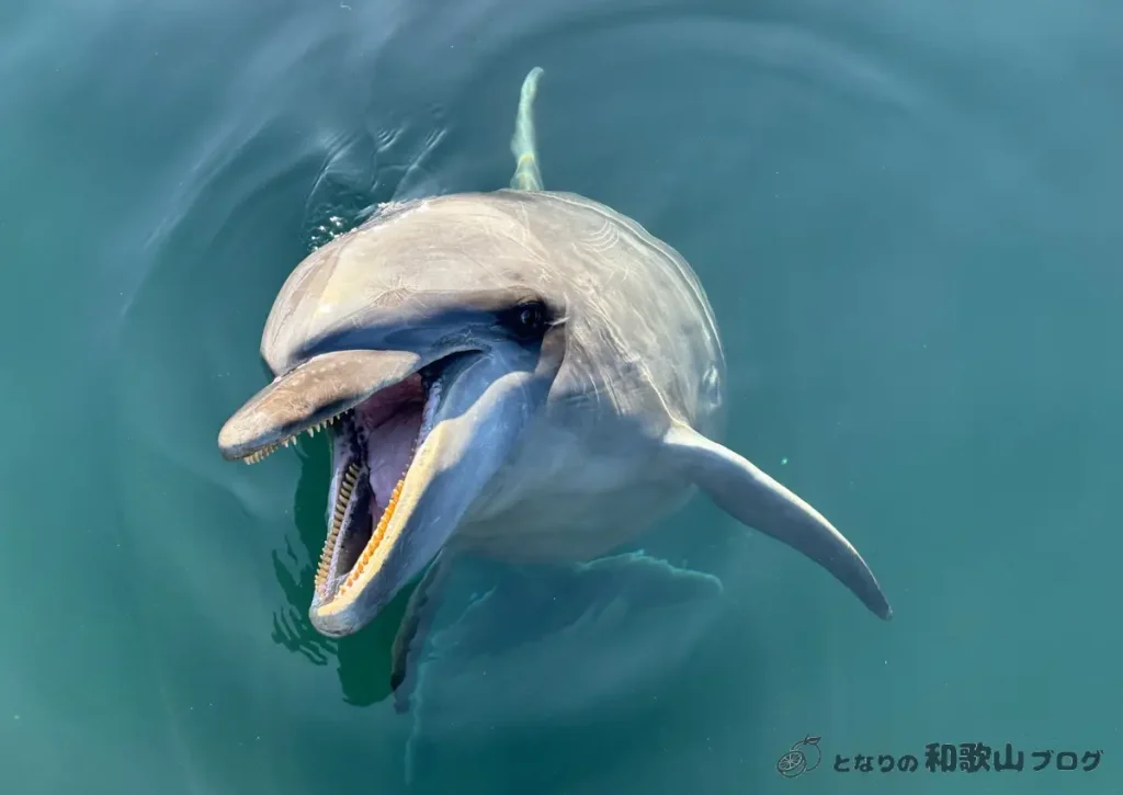 くじら博物館_ふれあい桟橋でのイルカとの戯れ