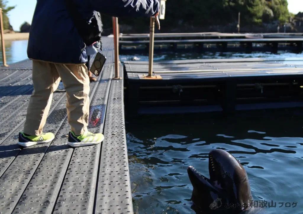 くじら博物館_イルカへの餌やり体験