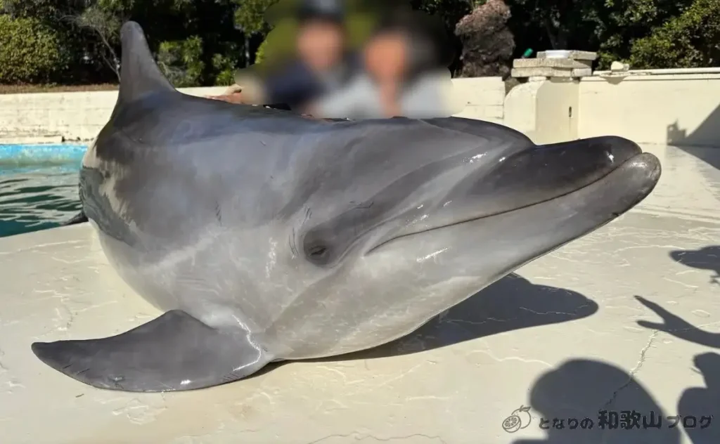 クジラ博物館_イルカとのツーショット撮影